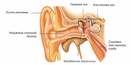 Анатомия ушной раковины