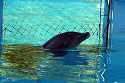 4 июля – Международный день дельфинов-пленников
